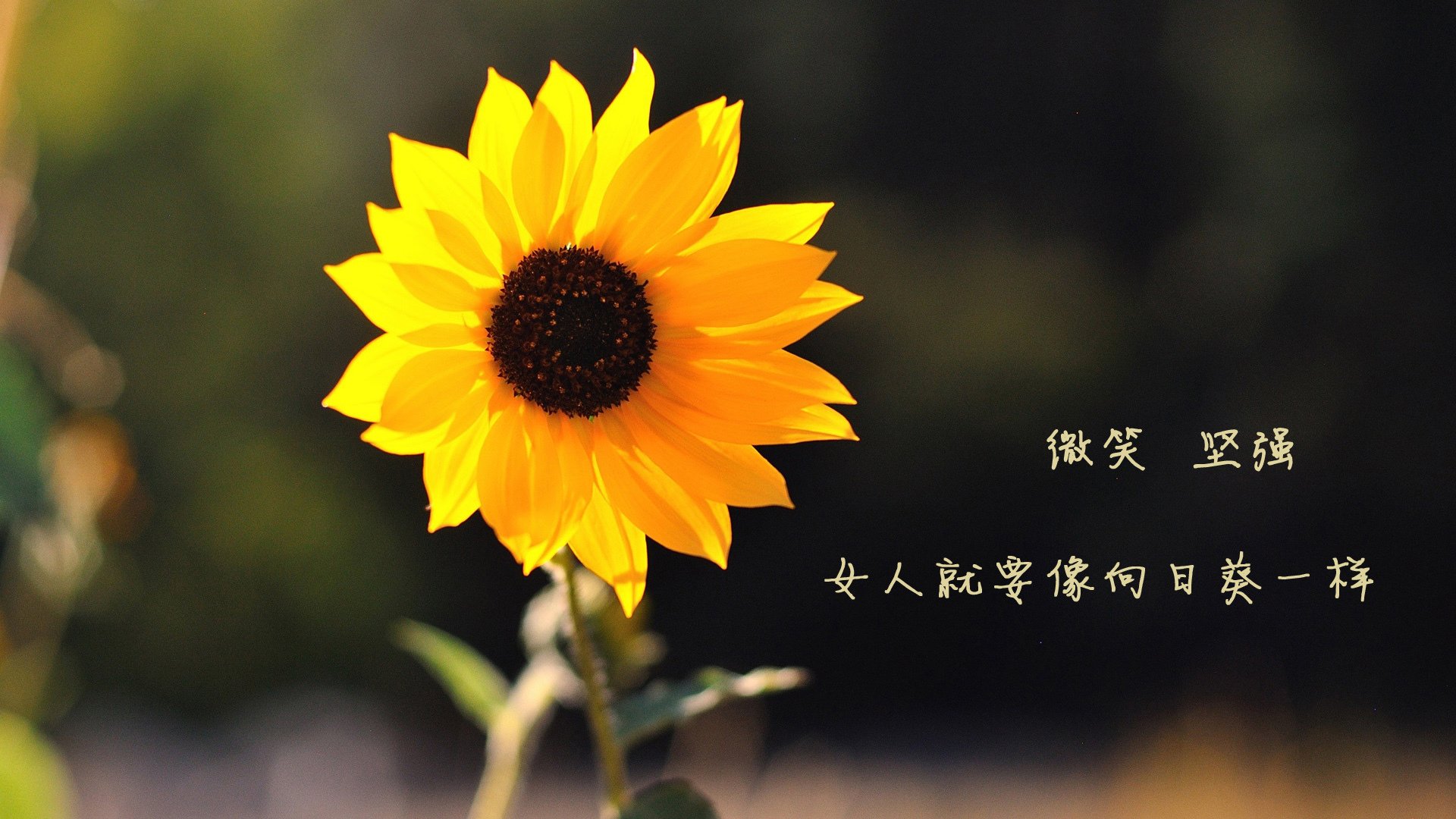 佛罗伦萨对阵莱比锡红牛,劳塔罗个人能力完全展现,一场个人英雄主义的胜利